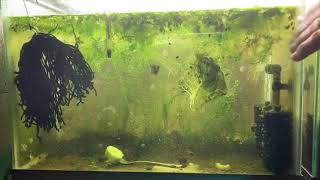 Scuds Daphnia Cherry Shrimp Copepods My aquatic food culture [upl. by Llenyl]