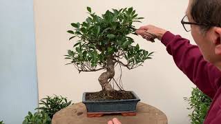 Ficus Bonsai Care and Pruning [upl. by Hussar]