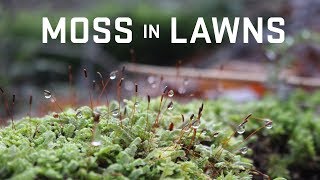 Managing Moss in Lawns [upl. by Seravat]