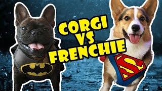 CORGI vs FRENCH BULLDOG BATMAN vs SUPERMAN [upl. by Llenil789]