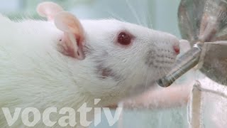 StressedOut Rats Have A Drinking Problem [upl. by Ennylyak]