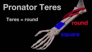 Arm Muscles 24 Pronator Teres [upl. by Cathi]