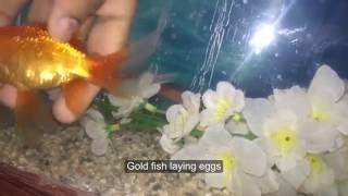 Aquarium Goldfish Breeding Goldfisg laying eggsHand breeding goldfish [upl. by Anaerdna]