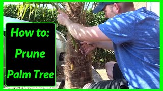 How to Prune  Cut  Maintain Palm Tree Leaves [upl. by Geller]