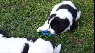 Landseer puppies first 12 weeks [upl. by Ellehcrad976]