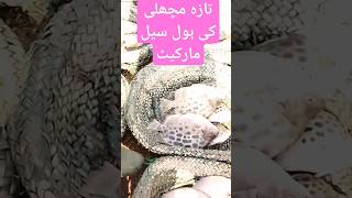 Biggest Wholesale Fish Market  Cheapest Fish Market  Karachi Fisheries  Pakistans Fisheriesfood [upl. by Fennelly]