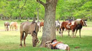 Gauchos Argentinos Tradiciones [upl. by Essilem]