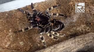 Redkneed Tarantula Molting  Cincinnati Zoo [upl. by Dagmar800]