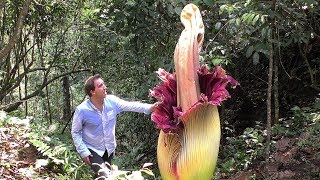 Worlds BIGGEST Flowers Worlds Most Spectacular Plants episode 2 of 14 [upl. by Margetts535]