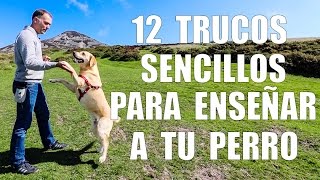 Adiestramiento Canino  12 TRUCOS para Enseñar a tu Perro [upl. by Ettenel]