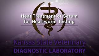 Heat Treatment for Heartworm Testing [upl. by Aromas]