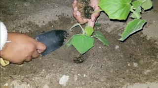 Planting the worlds fastest growing tree Paulownia Elongata Royal Empress [upl. by Larual]