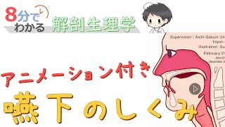 嚥下のしくみ（アニメーション付き）【8分でわかる解剖生理学】 [upl. by Ailerua]