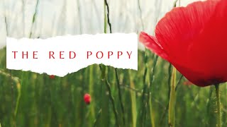 Poppy Flower  In Flanders Fields [upl. by Ttayw]