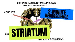 2Minute Neuroscience Striatum [upl. by Inva]