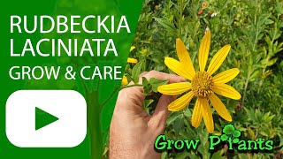 Rudbeckia laciniata  grow amp care Cutleaf coneflower [upl. by Aerdnas]