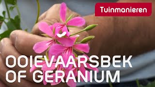 De ooievaarsbek of geranium Huh Geranium  Tuinmanieren [upl. by Ocirederf894]