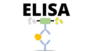 ELISA Enzymelinked Immunosorbent Assay [upl. by Aillimac]