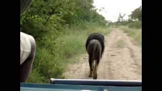 Driving Behind Black Maned Lion  The Lion Kings Scar [upl. by Elliot623]