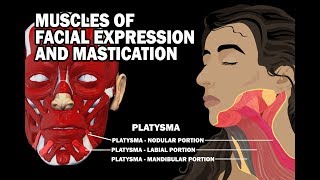 MUSCLES OF FACIAL EXPRESSION AND MASTICATION [upl. by Guy249]