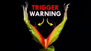 How Venus Flytraps Use Trigger Warnings To Trap Prey [upl. by Ynnij]