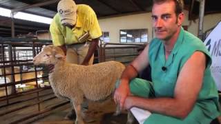 Sheep Intramuscular injection technique [upl. by Aruabea]