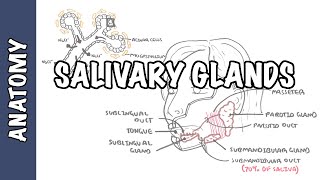 Salivary glands  Anatomy and Physiology [upl. by Etnohc502]