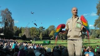 Einzigartige Flugshow Weltvogelpark  Walsrode [upl. by Ydur]