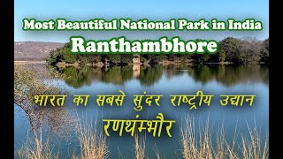 Ranthambore National Park Safari  The Complete Travel Guide [upl. by Evilo852]