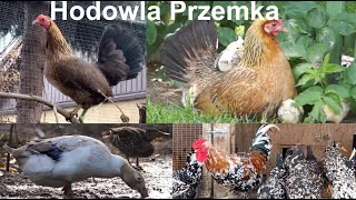 Hodowla drobiu ozdobnego Przemka vol 2 [upl. by Absalom]