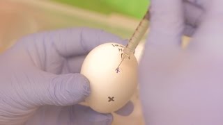 How we grow flu inside an egg [upl. by Llennehc676]