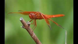 How to catch a Dragonfly [upl. by Nathanael]