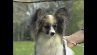 Papillon  AKC Dog Breed Series [upl. by Ekeiram]