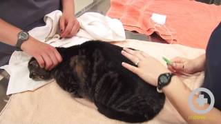 How to Give Subcutaneous Fluids to Your Pet [upl. by Ashford]