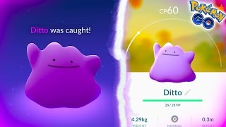 CATCHING A WILD DITTO IN POKEMON GO HOW TO CATCH A DITTO [upl. by Nuahsyt409]