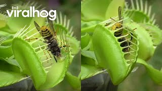 Venus Flytrap Eats Wasps  ViralHog [upl. by Suoivatnom983]