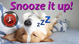 SNOOZE IT  Topi the Corgi [upl. by Ysac]