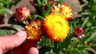 Gamalon mein Helichrysum flowers  Growing and care  UrduHindi [upl. by Elicia]