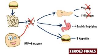 How does sitagliptin work DPP4 inhibitors and GLP1 mimetics [upl. by Adnohsad413]