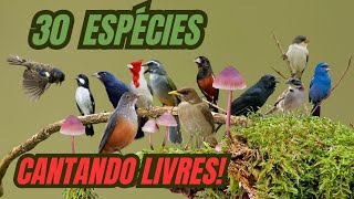 30 ESPÃ‰CIES DE AVES BRASILEIRAS CANTANDO LIVRES Edinei Oliveira [upl. by Nolahs]