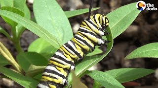 How A Caterpillar Becomes A Butterfly  The Dodo [upl. by Alduino690]