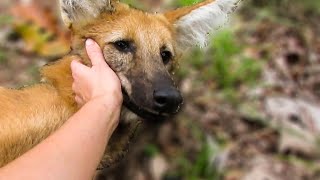 Feeding the rescued Maned Wolves Chrysocyon brachyurus [upl. by Griselda]