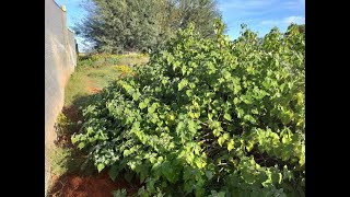 Overwintering Cape Gooseberries  Ground Cherry vs Gooseberry Fruit [upl. by Edmondo]