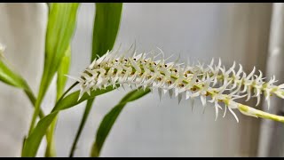 Coelogyne glumacea [upl. by Llieno]