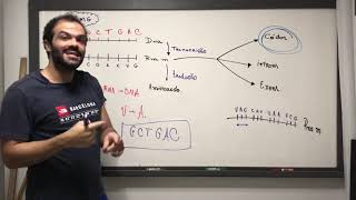 UFMG Transcrição  Tradução  Códons  Introns e Exons [upl. by Elicia]