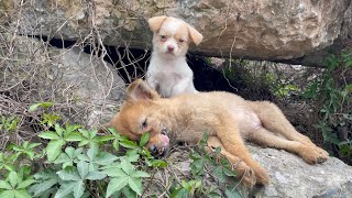 The cry for help of two dogs abandoned by their cruel owner on the side of the road and I saved them [upl. by Sida667]