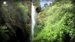 Nubes con aroma de café Bosques nublados  ECOSISTEMAS DE MÉXICO [upl. by Gusty984]