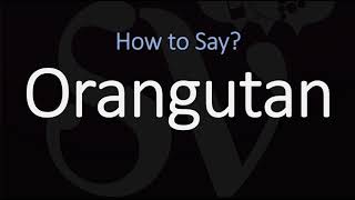 How to Pronounce Orangutan CORRECTLY [upl. by Einalam908]