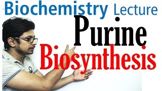 Purine biosynthesis [upl. by Fachanan]