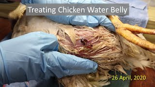 Treating Chicken Water Belly [upl. by Morgan]